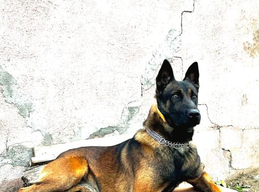 safkan belçika malinois yavruları
