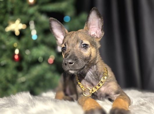 Eğitimli erkek belçika kurdu