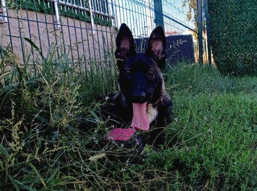 UST DUZEY dİŞİ MALINOIS YAVRUM