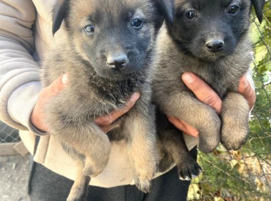 A kalite belçika bebekler