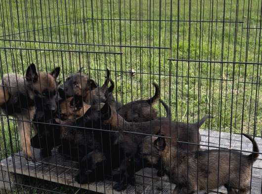 Pirana gibi yavrular Eğitim hizmeti Ile birlikte