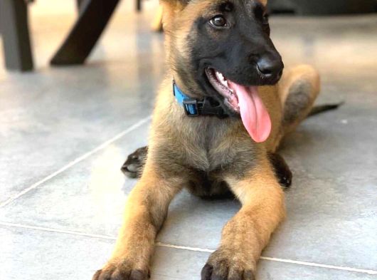 BELÇİKA KURTLARI HAZIRDIR