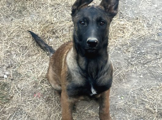 Safkan belçika kurdu malinois