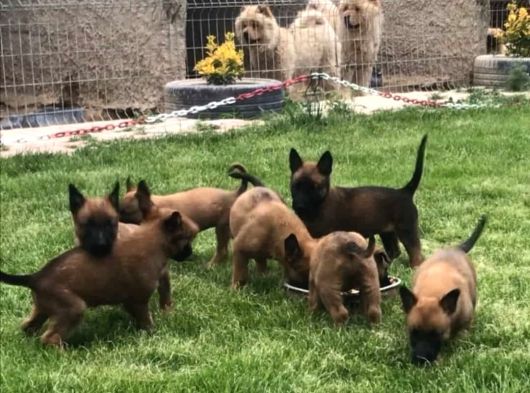 SAFKAN MALİNOS YAVRULARI