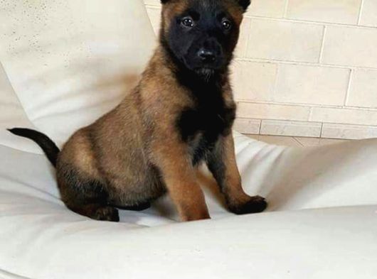 Dişi erkek a kalite malinois yavrularımız